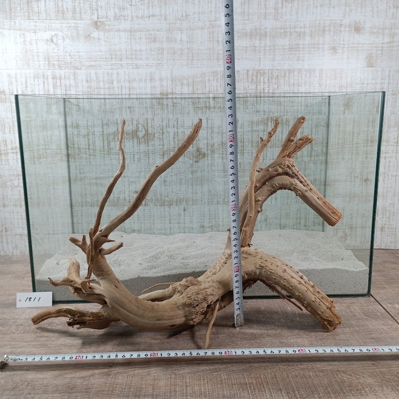 熱帯魚　流木　希少　BIGサイズ×２ 希少流木BIGナチュラルブランチ 3Lサイズ W約40㎝ | 流木専門店の