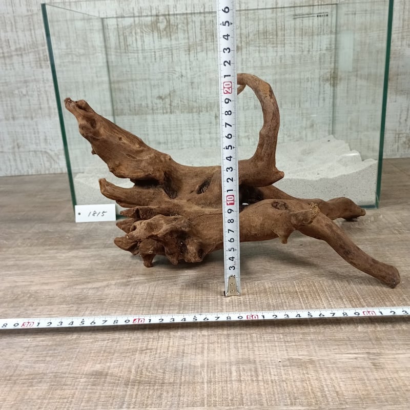 熱帯魚　流木　希少　BIGサイズ×２ 流木大き目サイズ大量入荷！！&水草・お魚も！！ | Aquarium TALL MAN