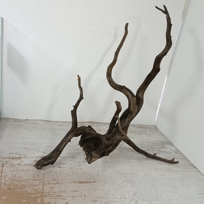 ネシア流木 ブラックタイプ Lサイズ 1点ものNo.1395【W約46cm】 | 流木