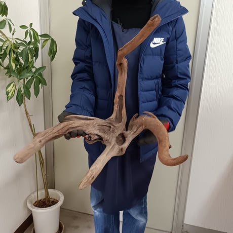 CATEGORY 流木（全種類） | 流木専門店のアクアリバー/アクアリウム