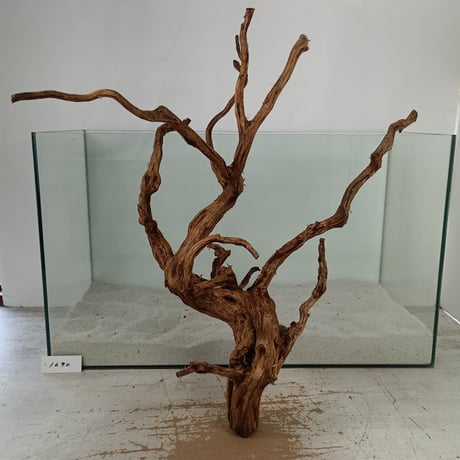 CATEGORY ブランチ系流木 | 流木専門店のアクアリバー/アクアリウム