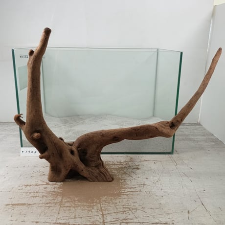 CATEGORY マングローブ系流木 | 流木専門店のアクアリバー