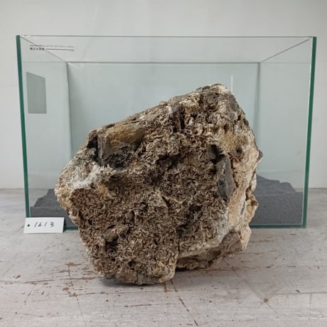 BIG木化石　１点もの　NO.1613（W約22cm/H約22cm)(45cm水槽）