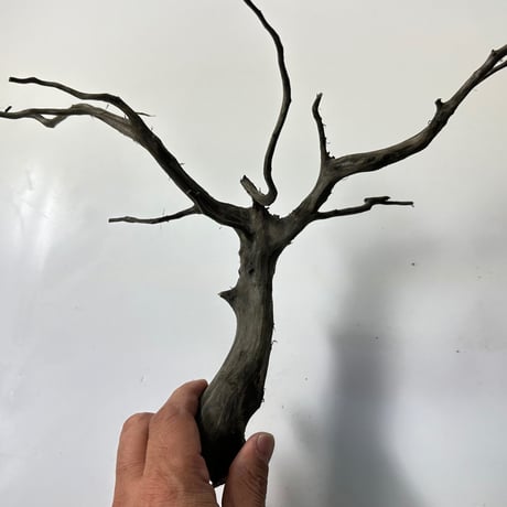ネシア流木 ブラックタイプMサイズ約20cmから30cm    形状おまかせ5本セット　1点もの