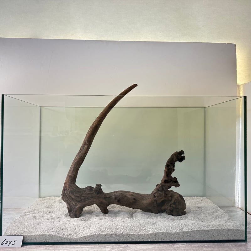 マングローブ系流木 Lサイズ(W約35cm)・オンリーワン ☆現物撮影 1点