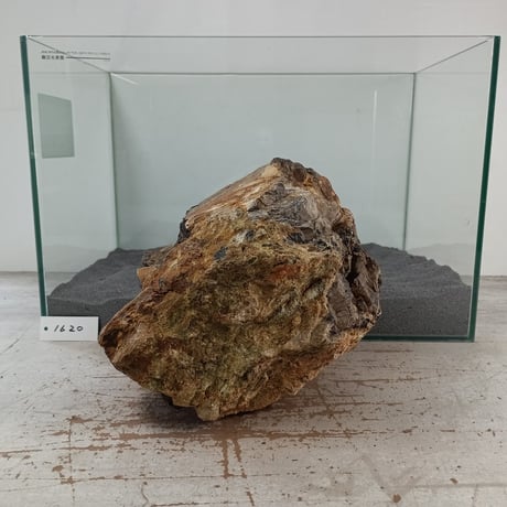 BIG木化石　１点もの　NO.1620（W約20cm/H約16cm)(45cm水槽）