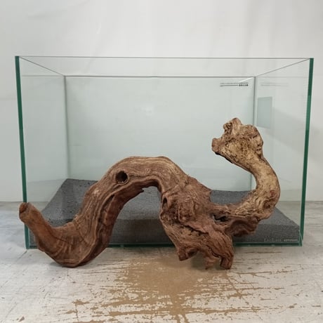 ウェンディロブ 流木2本セット Amazon.co.jp: （水草）ミクロソリウム ウェンディロフ 流木 SS