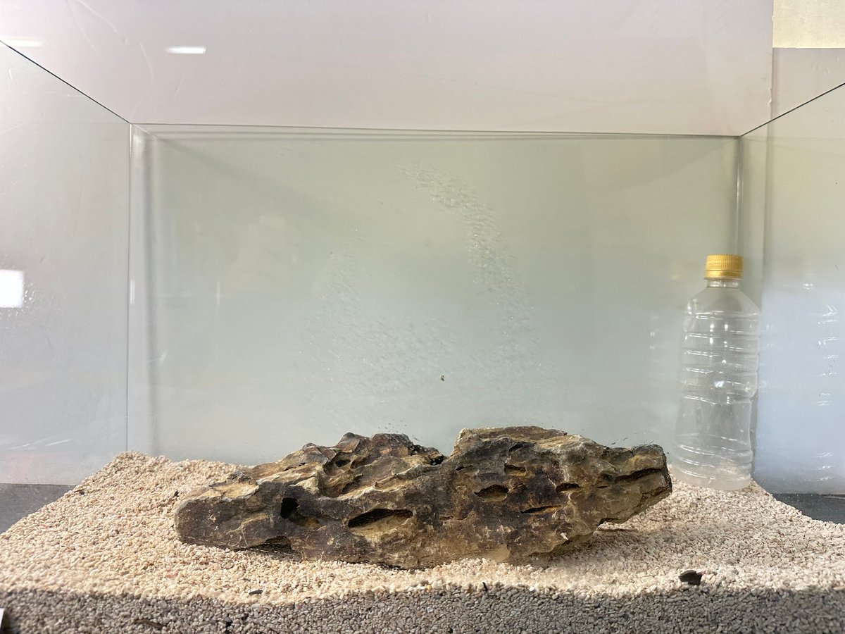 大型気孔石 アクアリウムロック 特大サイズ：石・流木 ～神畑養魚株式会社～