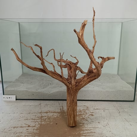 CATEGORY ブラウンブランチ | 流木専門店のアクアリバー/アクアリウム