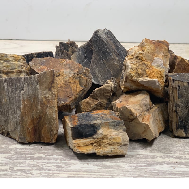 ミニ木化石 1kg セット | 流木専門店のアクアリバー/アクアリウム