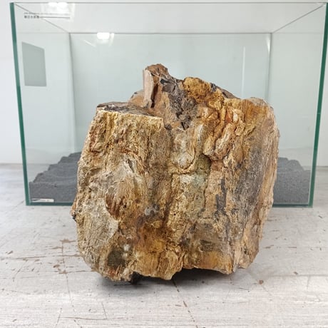 CATEGORY 木化石 | 流木専門店のアクアリバー/アクアリウム/グリーン