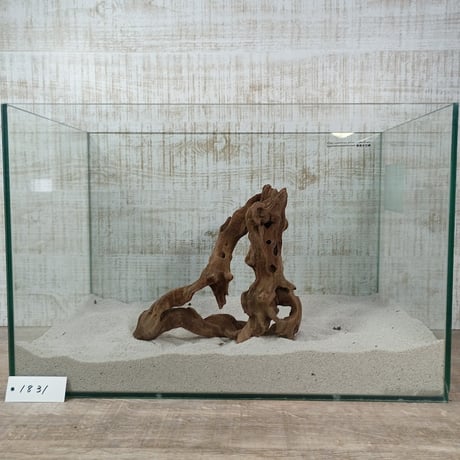 マングローブ系流木.     Mサイズ(W約26cm)・オンリーワン ★現物撮影  1点　No.1831（45cm水槽)