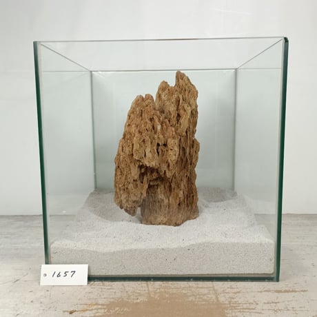 BIG気孔石　１点もの　No.1657（W約27cm)(30cm水槽）