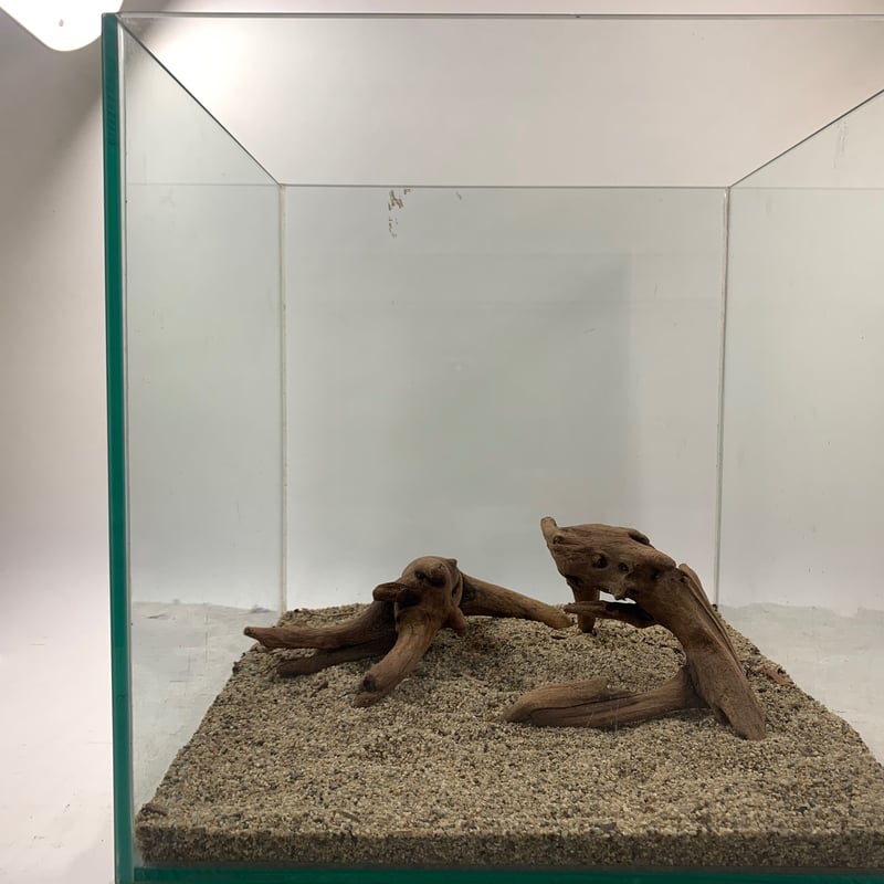 マングローブ系流木 Sサイズ15cm〜25cm おまかせ5本×2セット（合計10本