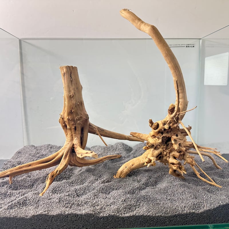 MDW-6921 特大ブランチウッド 流木 枝流木 アクアリウム ブランチ