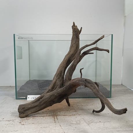 CATEGORY ブラックブランチ | 流木専門店のアクアリバー