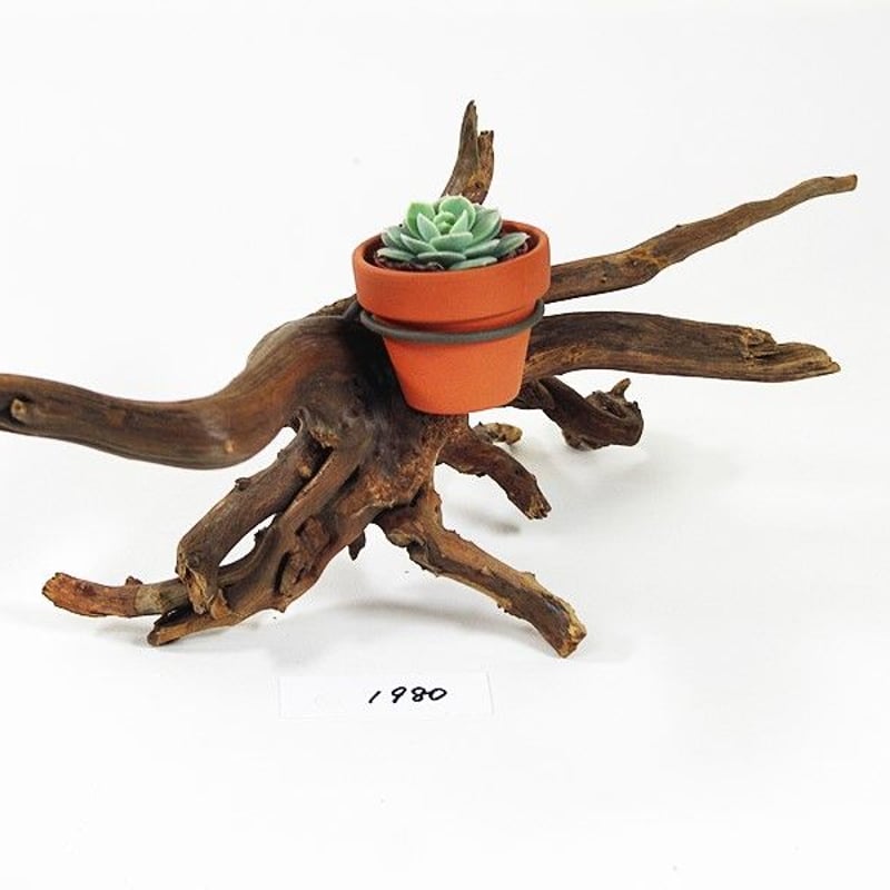 流木と植物セット 専用！流木☆エアプランツセットの通販 by Rachel's shop｜ラクマ