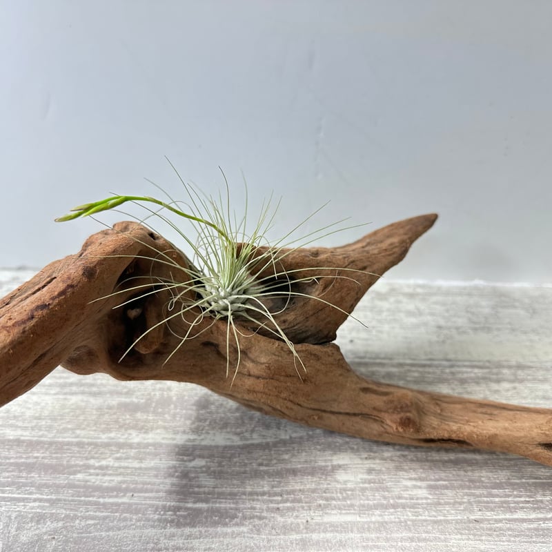 流木流木インテリア（エアプランツ最適）（W約52cm) No.5150A（園芸 
