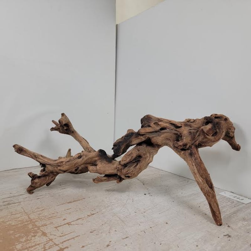 A-STYLE マングローブ流木 アク抜き済 写真分 No19 マングローブ系流木 Lサイズ オンリーワン ☆現物撮影 1点 No