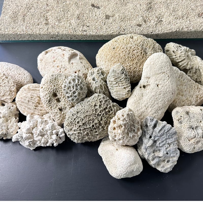 中国 雲南省産 サンゴ化石 希少 大型 中国 雲南省産 サンゴ化石 希少 大型