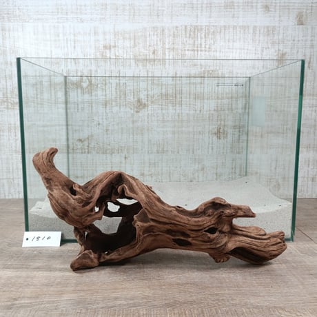 穴あきマングローブ系流木   Lサイズ　オンリーワン ★現物撮影  1点　No.1810(W約36㎝）