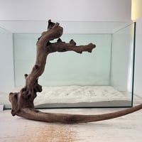 マングローブ系流木   Lサイズ(W約35cm)・オンリーワン ★現物撮影  1点　No.6045  （45cm水槽）