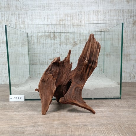 CATEGORY マングローブ系流木 | 流木専門店のアクアリバー