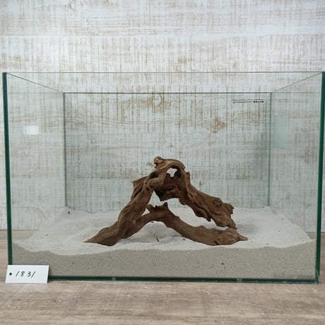 マングローブ系流木.     Mサイズ(W約26cm)・オンリーワン ★現物撮影  1点　No.1831（45cm水槽)