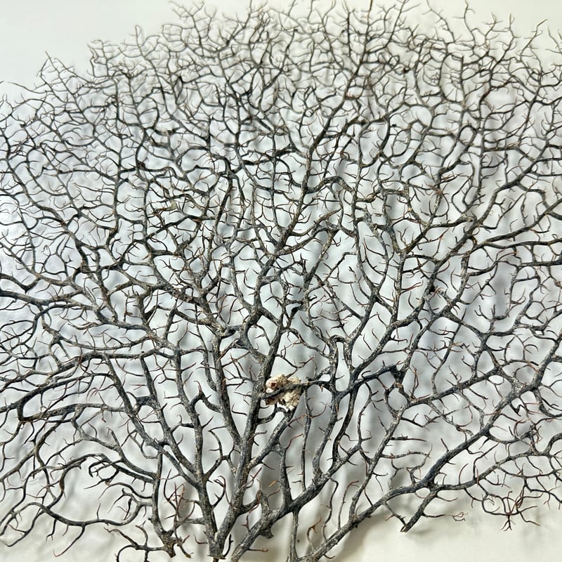 ウミウチワ　約13㎝ ウミウチワ 約13㎝ 【公式通販】