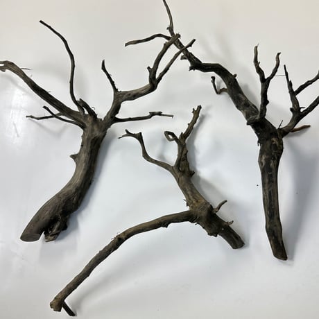 CATEGORY 水槽サイズ | 流木専門店のアクアリバー/アクアリウム