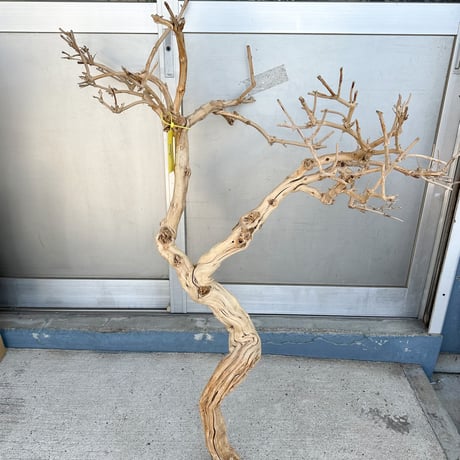 ハニーサックル 大（大型１点もの）(W約120cm/H約120cm/D60cm)　1本（店舗装飾、インテリア）No.5812