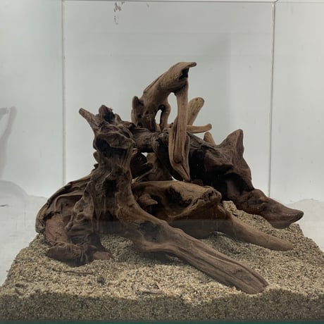 マングローブ系流木 Sサイズ15cm〜25cm  おまかせ5本×３セット（合計15本）