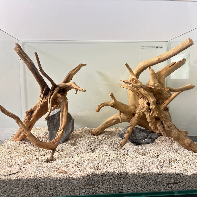 3本組ブランチウッド Lサイズ（1点ものW約25cm-30cm） No.5059 (4