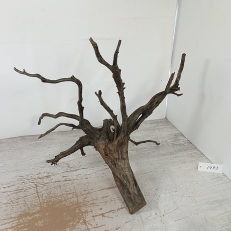 CATEGORY ブランチ系流木 | 流木専門店のアクアリバー