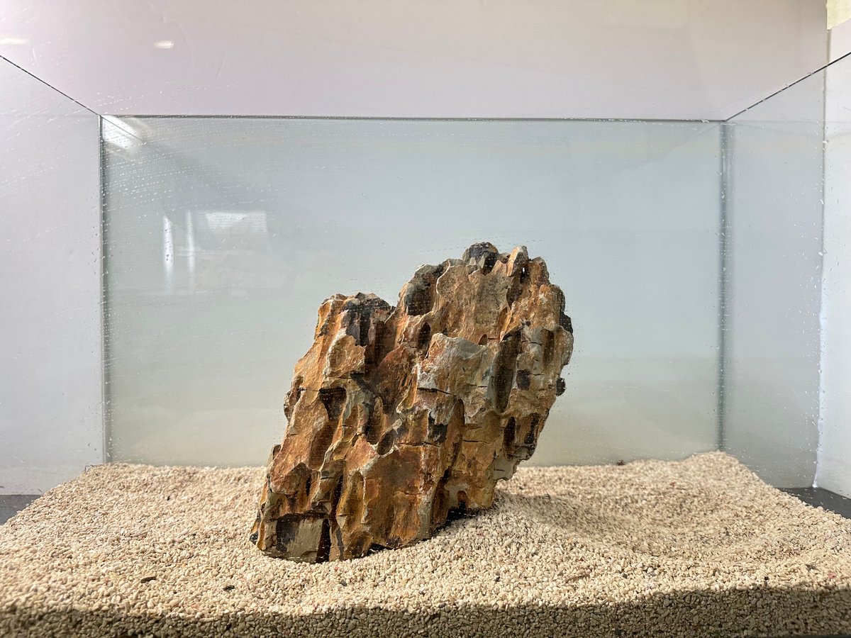 石付き流木 ミニ木化石 1kg セット | 流木専門店のアクアリバー/アクアリウム