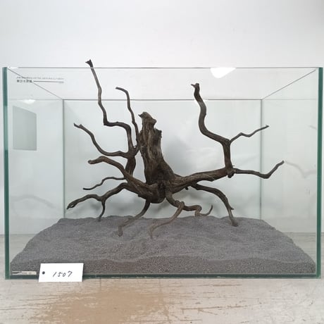 CATEGORY ブラックブランチ | 流木専門店のアクアリバー/アクアリウム