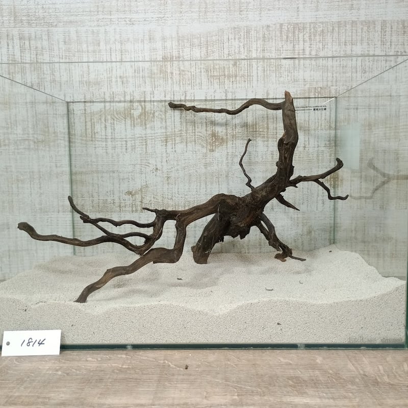 熱帯魚　流木　希少　BIGサイズ×２ 希少流木BIGナチュラルブランチ 3Lサイズ W約40㎝ | 流木専門店の