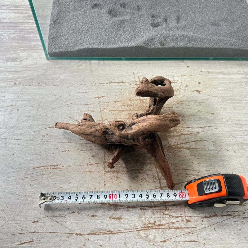 マングローブ系流木 Mサイズ(W約20cm)・オンリーワン ☆現物撮影 1点