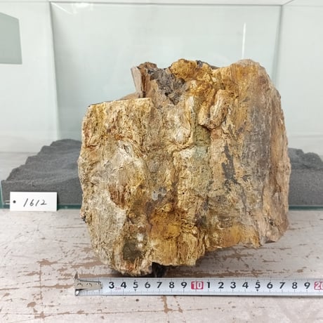 BIG木化石　１点もの　NO.1612（W約18cm/H約19cm)(45cm水槽）