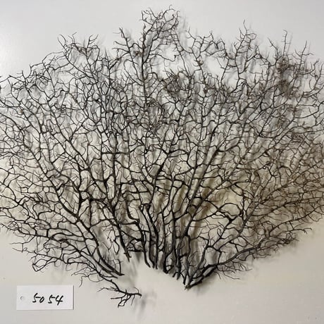 ウミウチワ　１点物　（W約43cm/H約33cm)　No.5054