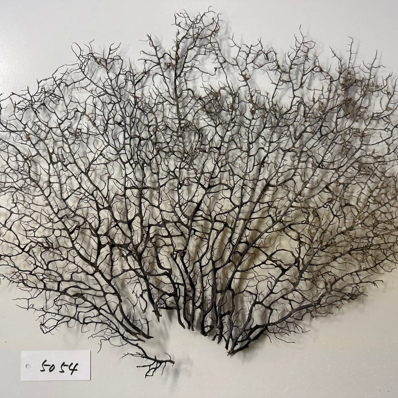 ウミウチワ 1点物 （W約43cm/H約33cm) No.5054 | 流木専門店の