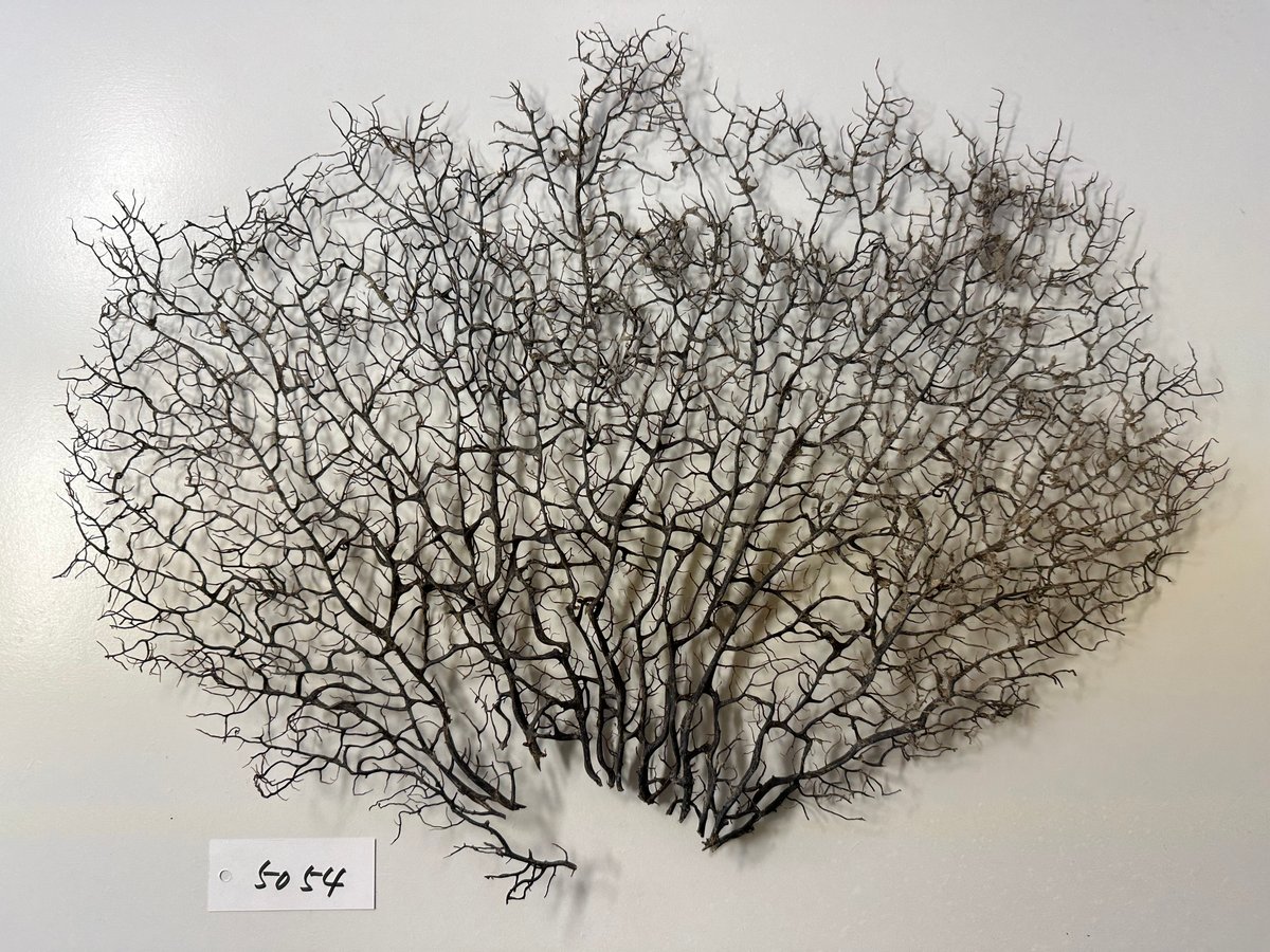 まいまい　ウミウチワ30個セット まいまい ウミウチワ30個セット まいまい ウミウチワ30個セット