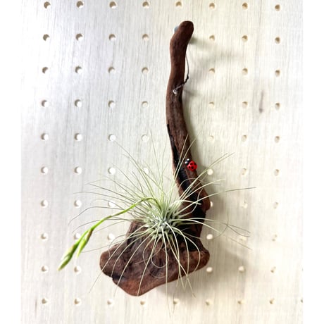 CATEGORY ハンギング | 流木専門店のアクアリバー/アクアリウム