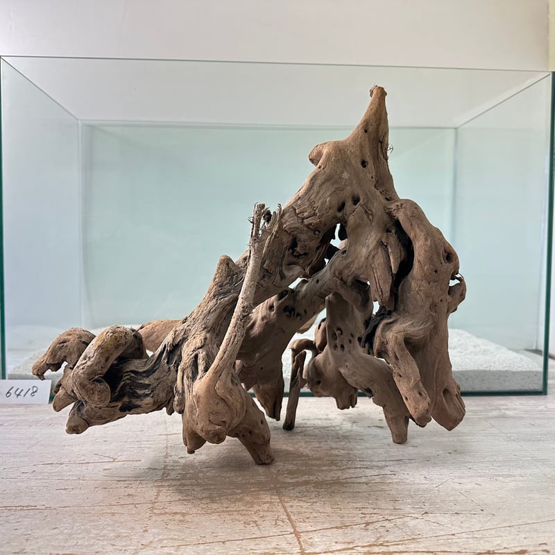 A-STYLE マングローブ流木 水中管理 沈水済み アク抜き済 写真分 A-STYLE マングローブ流木 水中管理 沈水済み アク抜き済 写真分