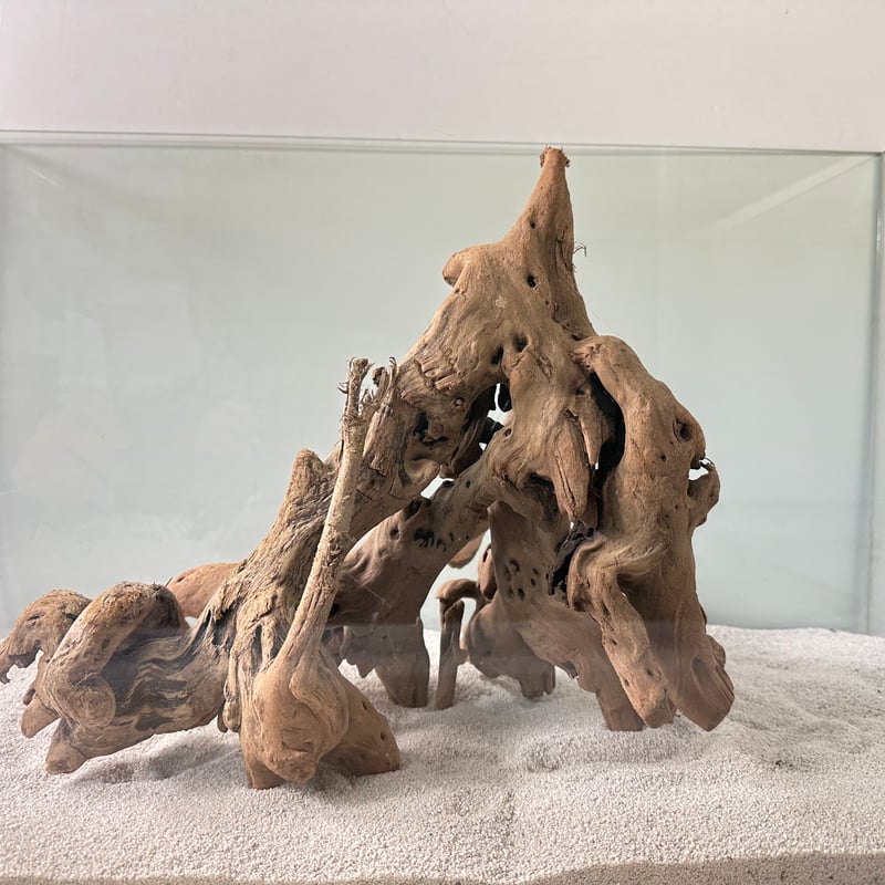 希少マングローブ系流木 BIG(W約30cm/30cm)・オンリーワン ☆現物撮影