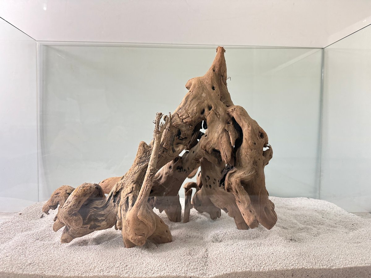 装飾用最高級流木★マングローブ系プレミアム 装飾用最高級流木☆マングローブ系プレミアム