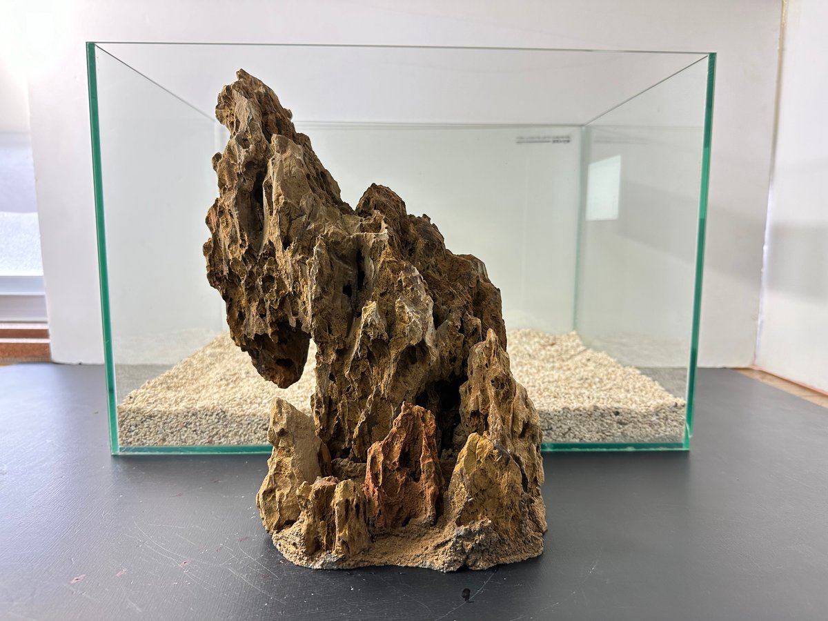 1点物 気孔石アート◆オブジェ アクアリウム　苔リウム　水槽用レイアウト　化石 Amazon | 気孔石 水槽 アクアリウム レイアウト コケリウム