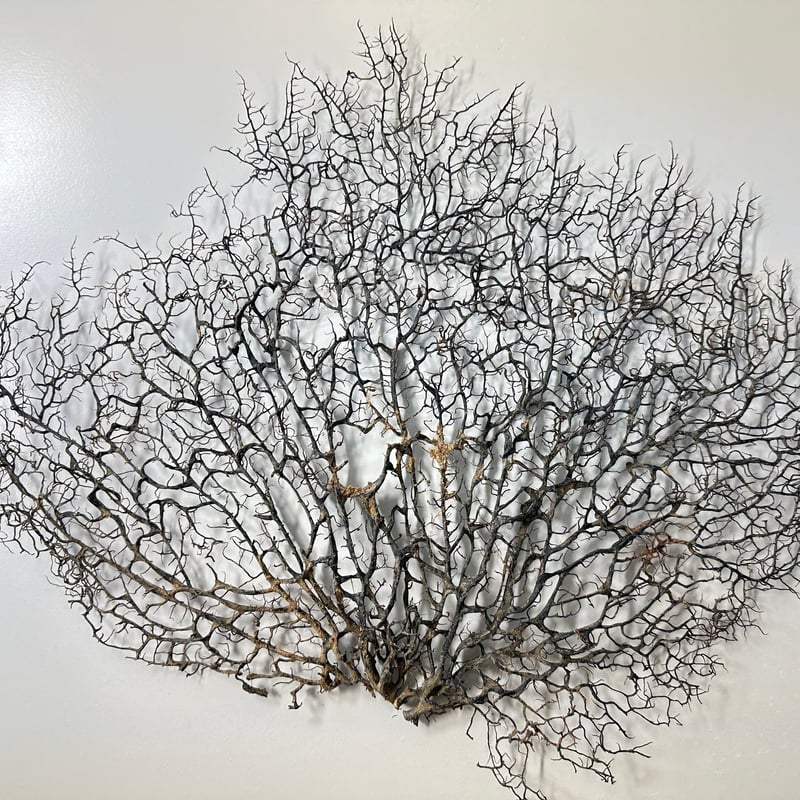 ウミウチワ 1点物 （W約46cm/H約38cm) No.5052 | 流木専門店の