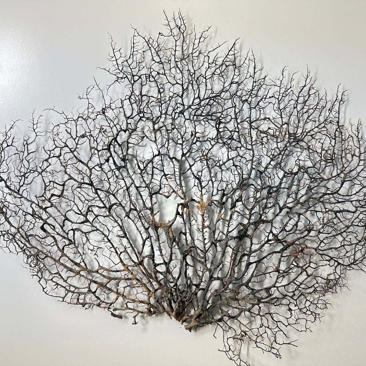 ウミウチワ　約13㎝ fit=scale-down,w=1200