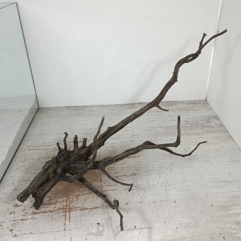 流木2本セット Amazon | 60cm水槽用 流木2本セット（黒色）【AQUASHOP